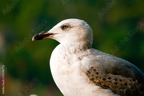 Photo: Seagull on the green background Seagull on the green background