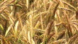 Getreideähren wehen im Wind