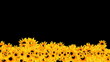 Sunflowers on lower part of the screen - digital animation Sunflowers on lower part of the screen - digital animation