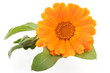 Calendula isolated on white Calendula isolated on white