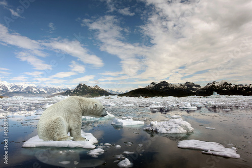 Photo: Sad Polar bear because of global warming Sad Polar bear because of global warming