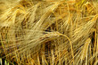 grano