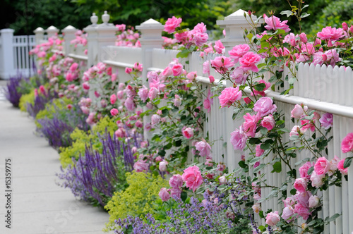 Photo: White Fence and Climbing Roses White Fence and Climbing Roses