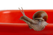 Big garden snail on red
