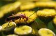 Cantharis fusca
