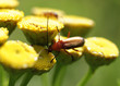 Cantharis fusca