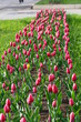 tulip