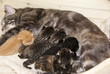 Katzenbabies Katzenbabies