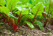 Beetroot plants in garden