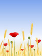 Les couleurs de l'été Les couleurs de l'été