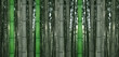discolored bamboo