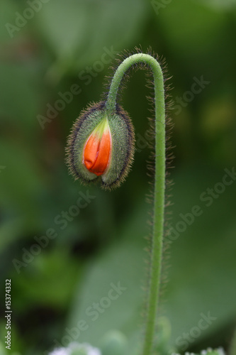 Photo: Klatschmohn Klatschmohn