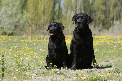 Photo: labrador noir adulte et jeune labrador assis côte à côte labrador noir adulte et jeune labrador assis côte à côte