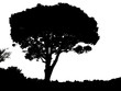 silhouette de pin parasol provençal