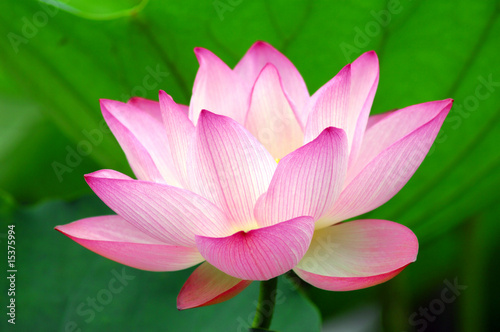 Photo: blooming lotus blooming lotus