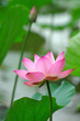 blooming lotus flower over green background.