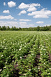Plantation of potatoes