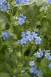 Blue Wildflowers From The Garden Blue Wildflowers From The Garden