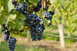 Grapevine Grapevine