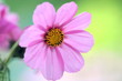 Blume