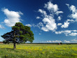 Pine tree
