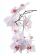 Branch of snow orchids isolated on white background