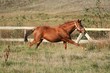 Pony in Dänemark