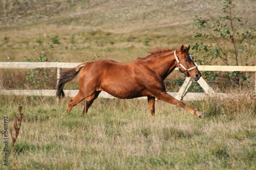 Pony in Dänemark