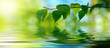 leaves of birch and water