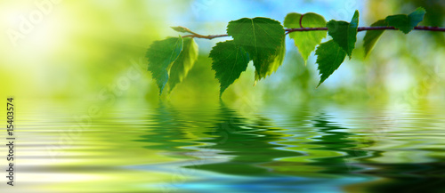leaves of birch and water