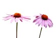 zwei echinacea