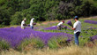 travail de la lavande