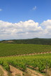 Wolkenhimmel, Weinberge, Toskana, Val d Orcia, Italien