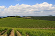 Wolkenhimmel, Weinberge, Toskana, Val d Orcia, Italien