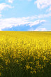 Blumenwiese