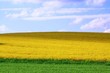 Blumenwiese