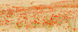 Coquelicots