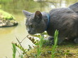 chasse au Poisson