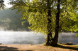 Morning mist