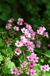Photo: Violette Violette