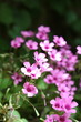 Photo: Violette Violette