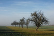 Sieben Bäume in der Morgendämmerung Sieben Bäume in der Morgendämmerung