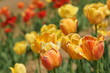 Tulpen in gelb und rot Tulpen in gelb und rot