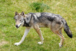 loup