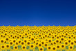 Sonnenblumenfeld