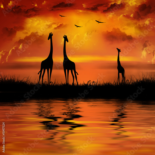 Fototapeta Giraffes on a beautiful sunset background