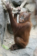 0907020 - Orang-Utan-Jungtier
