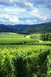 Vineyard and small village in Alsace - France