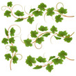 Set from vine on a white background