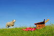 picnic sheep